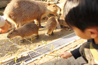 1130姫セン動物カピバラ.JPG