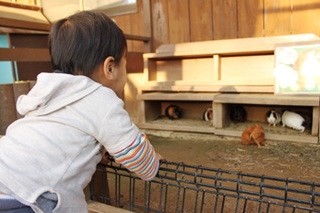1130姫セン動物モルモット.JPG